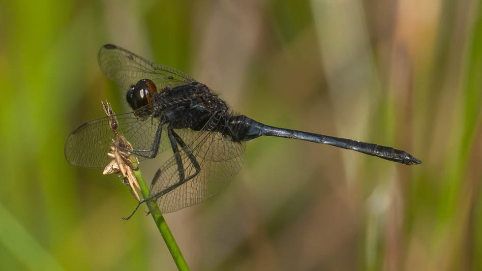 Erythemis plebeja (Pin-tailed Pondhawk) male-2.jpg